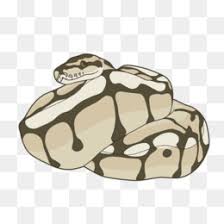 Ball Python Png Ball Python Logo Ball Python Eating Bumblebee Ball Pythons Ball Python Drawing Setting Up Ball Python Procedure Setting Up Ball Python Terrarium Cute Ball Python Ball Python Art Ball Python Scale Pattern Ball Python Female Ball Python