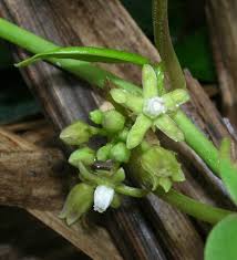 Image result for Cynanchum ledermannii