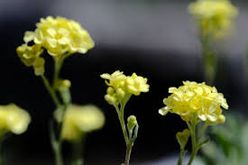 Image result for Aurinia