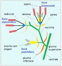 Image result for Oldeania alpina