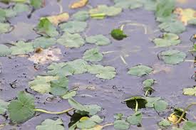Image result for Hydrocotyle ranunculoides