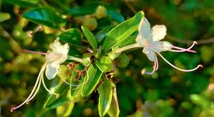 Image result for Volkameria