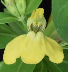 Image result for Justicia flava