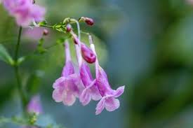 Image result for Strobilanthes hamiltoniana