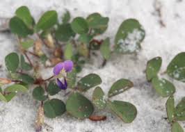 Image result for Grona triflora