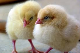 Then show the chickens that if they roll it around the peas will fall out. Is Your Chicken Lonely Why You Should Never Raise One Lone Chicken