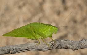 Although no significant damage has been reported from this pest in oregon and it is not clear whether this beetle can thrive in this state, the beetle has been a menace in many states and poses a threat to oregon through migratory bee colonies and from package bees and queens purchased from regions. Insects Foxtail Farm