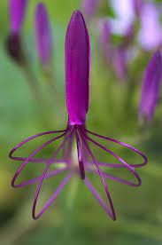 Purple Spider Flower Unusual Flowers Amazing Flowers Beautiful Flowers