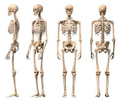 Image result for human skeleton