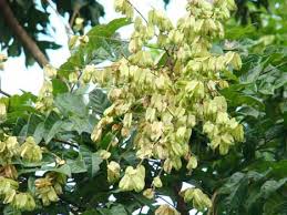 Image result for Aporrhiza paniculata