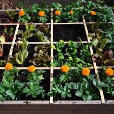 Square Foot Gardening Bonnie Plants