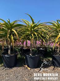 Image result for Aloe barendii