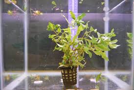 Image result for Hygrophila cataractae