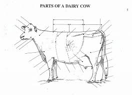 Parts Of A Dairy Cow Quiz Dairy Cows Cow Dairy