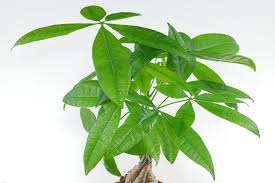 In low lights, plants thrive really well while direct sunlight can cause leaf this method is simpler than the previous one. Money Tree Pachira Aquatica
