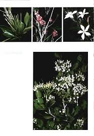 Image result for Pavetta vanwykiana