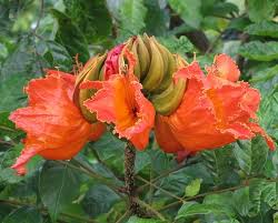Bright orange flowers at the ends of the branches. African Tulip Tropical Tree Live Plant Flame Of The Forest Big Bright Orange Flowers Attract Hummingbirds Starter Size 4 Inch Pot Emerald Tm Emerald Goddess Gardens