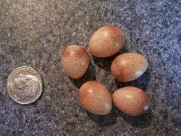 Bird Egg White With Brown Speckles House Wren Nest Eggs And Young Identification With Photos Wren White Eggs Eggs