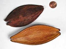 Image result for Marsdenia