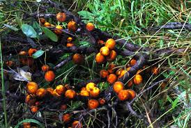 Image result for Diospyros batocana