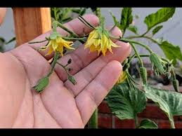 Do tomatoes grow from flowers. Blossom Stage 2017 Heirloom Tomato Growing Youtube