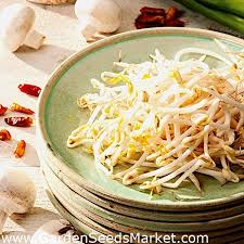 Hipotesis perkecambahan pada biji kacang hijau yang diletakkan ditempat gelap akan mengalami kelajuan pertumbuhan yang tinggi dibandingkan perkecambahan kacang hijau yang diletakkan ditempat terang. Bio Benih Bercambah Kacang Hijau Biji Organik Yang Diperakui Garden Seeds Market Penghantaran Percuma