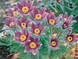 * what flowers bloom when~ this is a list of tentative bloom times for most of the flowers we grow. Plant Focus Pasque Flower Pulsatilla Vulgaris Michigan Gardener