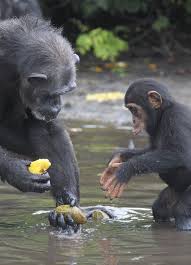 Baby Chimp Left To Die Can T Believe He S Drinking Fresh Water Baby Animals Baby Chimpanzee Chimp