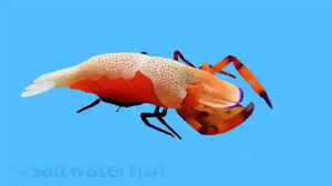 Image result for Corallocarpus schimperi