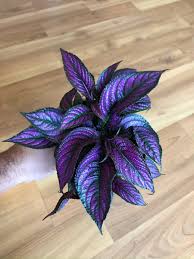 Image result for Strobilanthes