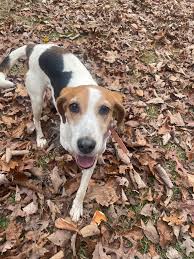 If you see this dog, please call or (preferably) text me here  (434)473-4262. Her name is Dasiy, shes wearing a teal green color with  flowers