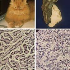 Cats can suffer from the same types of illnesses related to smoke that humans do, including respiratory illnesses, cancer, and heart disease. Pdf Comparative Oncological Studies Of Feline Bronchioloalveolar Lung Carcinoma Its Derived Cell Line And Xenograft