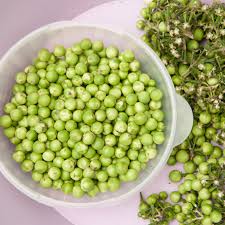 Image result for Solanum torvum