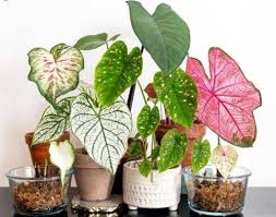Tanaman hias gantung menjadi jenis tanaman hias ke dua yang paling banyak peminatnya. 7 Jenis Bunga Keladi Mahal Untuk Peluang Usaha Tanaman Hias Kekinian
