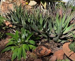 Image result for Haplocarpha