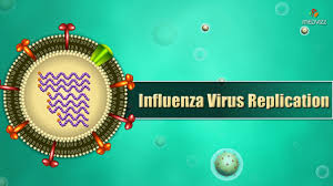 La gripe aviar solo está a unas cuantas mutaciones de distancia de convertirse en la epidemia más larga y peligrosa que ha vivido el brote de gripe aviar en hong kong, en 1997, dio comienzo a todo. Influenza Virus Replication Cycle Animation Medical Microbiology Usmle Step 1 Youtube