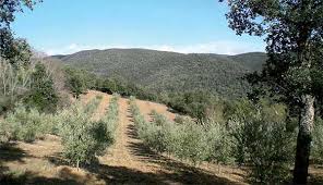 Salon International Des Huiles D Olive Moderniser L Oleiculture De La Production A La Commercialisation Algerie Eco