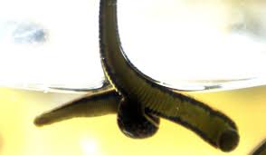The bacteria will help digest. Leeches May Be Worse In California This Year The Mercury News