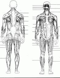 Blank Muscles Diagram To Label Google Search Muscle Diagram Human Muscular System Human Body Muscles