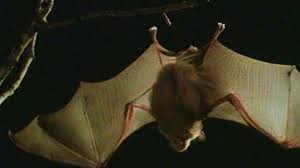They are also great hunters able to locate the faintest sounds and smallest movement. Bat Description Habitat Diet Classification Facts Britannica
