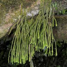 Image result for Huperzia dacrydioides