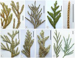 Image result for Cupressaceae