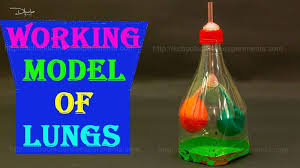 Simple Science Experiments For Class 6 Lungs Model School Science Experiments Easy Science Experiments Easy Science Science Models