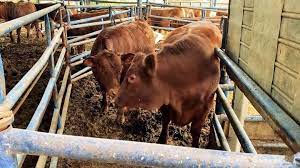 Pasalnya, momen itu dinyatakan sebagai kelahiran anak sapi merah pertama kali dalam 2.000 tahun terakhir dan dikaitkan dengan hari kia Heboh Tanda Akhir Zaman Gara Gara Sapi Merah Sempurna Lahir Di Israel