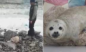 Baby Seal Dies From Stress After Crowds Of People Pet It For Hours Causing Its Mother To Abandon It Daily Mail Online