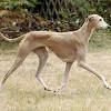 Find out how to prevent obesity in dogs. Https Encrypted Tbn0 Gstatic Com Images Q Tbn And9gcr5zdpu7ghmfwyerqszhvwalm F35rmxyq08dihj7ubnwpggmn Usqp Cau
