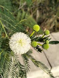 Image result for Leucaena leucocephala