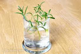 Image result for rosemary cuttings
