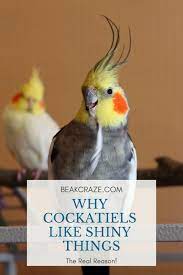 Why Do Cockatiels Like Shiny Things Did You Know That There Is A Very Important Reason Behind This This Article Will S Cockatiel Care Cockatiel Bird Supplies