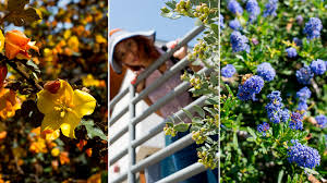 We did not find results for: Locals Only A Surprising Tour Of Southern California S Native Plants The Horticult